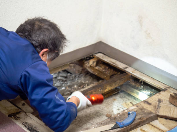 Best Crawl Space Mold Removal  in Westwood, KY