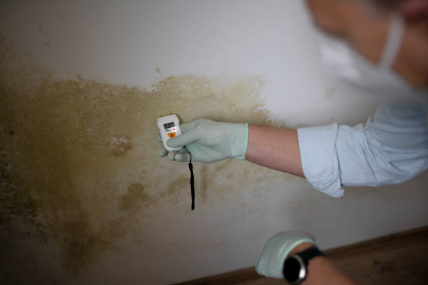 Best Attic Mold Removal  in Westwood, KY