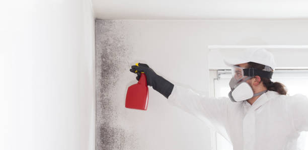 Best Mold Removal Process  in Westwood, KY