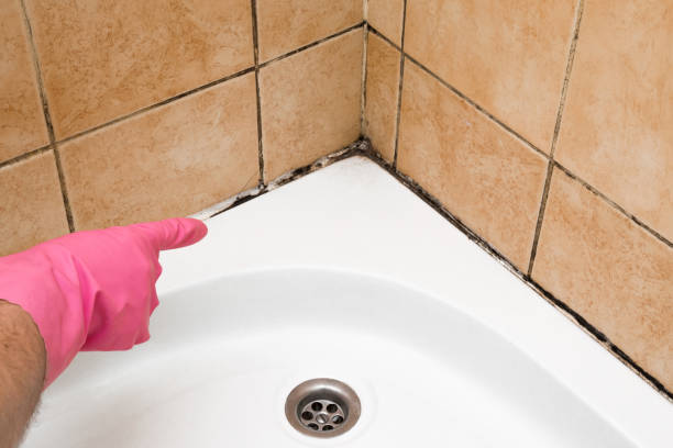 Best Local Mold Removal Service  in Westwood, KY