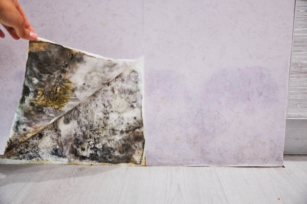 Best Mold Testing and Removal  in Westwood, KY